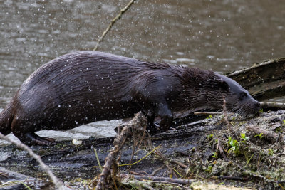 Otter (Lutra lutra)