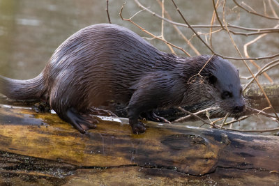 Otter (Lutra lutra)