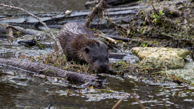 Otter (Lutra lutra)