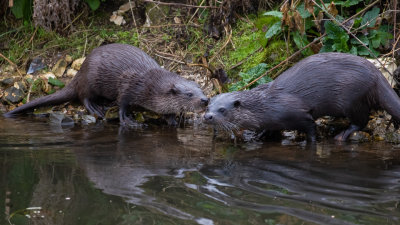 Otter (Lutra lutra)