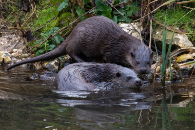 Otter (Lutra lutra)