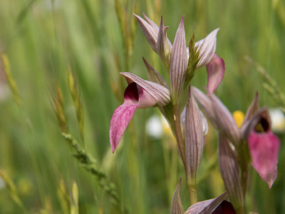 Greater Tongue Orchids (Serapias lingua)
