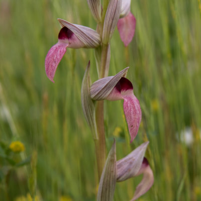 Greater Tongue Orchids (Serapias lingua)