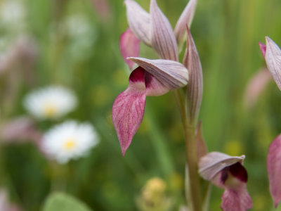 Greater Tongue Orchids (Serapias lingua)