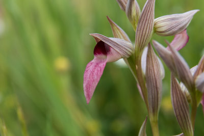 Greater Tongue Orchids (Serapias lingua)