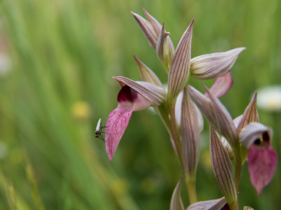 Greater Tongue Orchids (Serapias lingua)