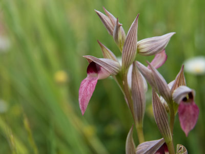 Greater Tongue Orchids (Serapias lingua)
