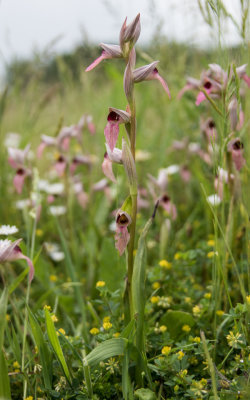 Greater Tongue Orchids (Serapias lingua)