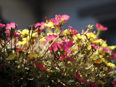 Flower color r.1.jpg
