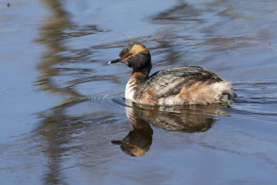 Horned Grebe