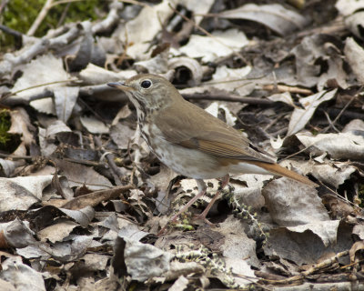 Hermit Thrush