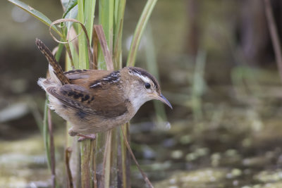 Marsh Wren