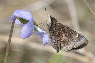 Dusted Skipper