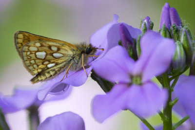 Arctic Skipper