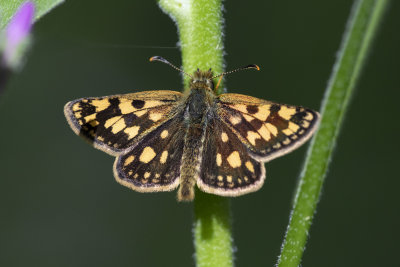 Arctic Skipper