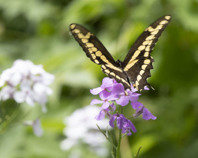 Giant Swallowtail