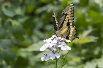 Giant Swallowtail