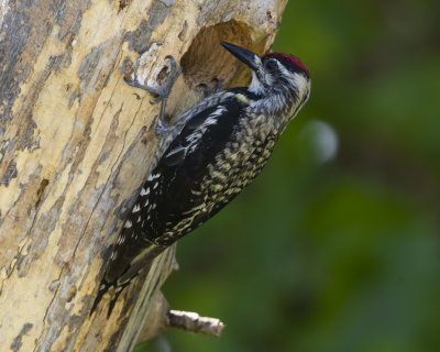 Yellow-Bellied Sapsucker (female)