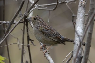 Bachman's Sparrow