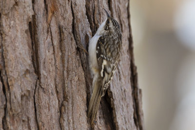 Brown Creeper