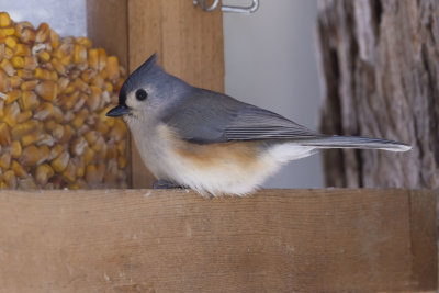 Tufted Titmouse