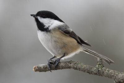Black-Capped Chickadee