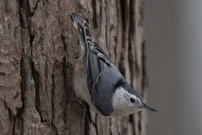 White-Breasted Nuthatch (female)
