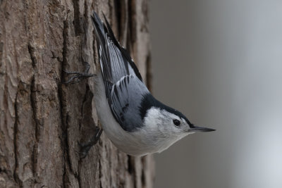 White-Breasted Nuthatch (male)