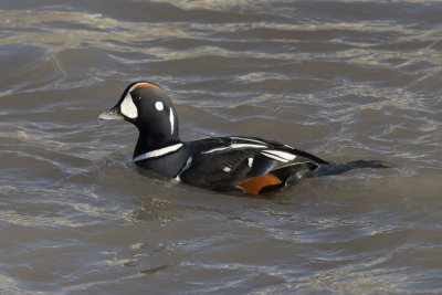 Harlequin Duck