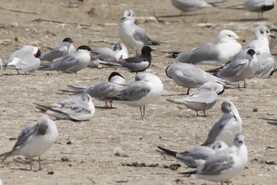 White-Winged Tern
