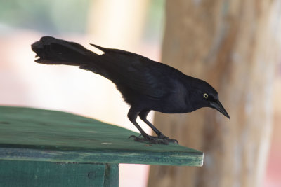 Greater Antillean Grackle