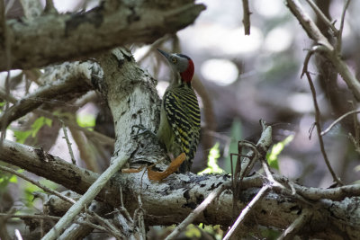 Hispaniola Woodpecker 
