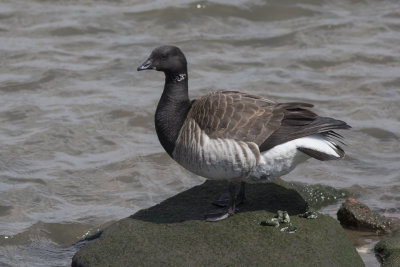 Brant