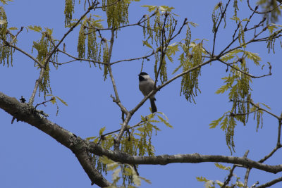 Carolina Wren