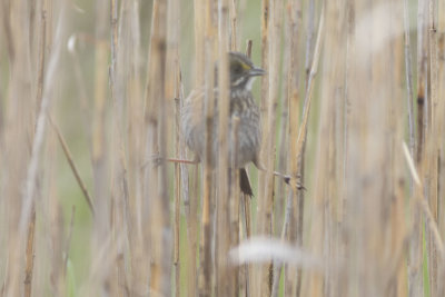 Seaside Sparrow