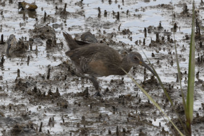 Clapper Rail