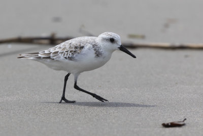 Sanderling - Non-Breeding