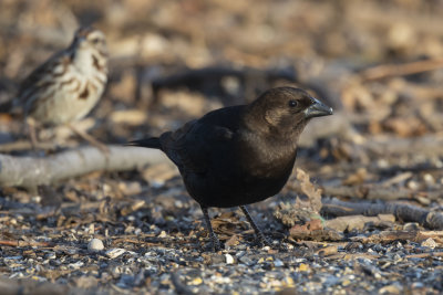 Brown-Headed Cowbird