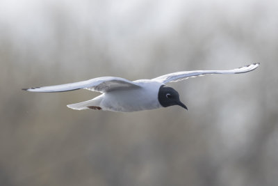 Gulls