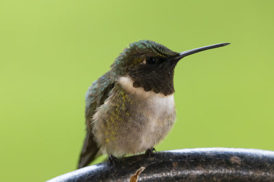 Ruby-Throated Hummingbird