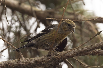 White-Winged Crossbill - female