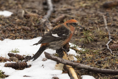 White-Winged Crossbill
