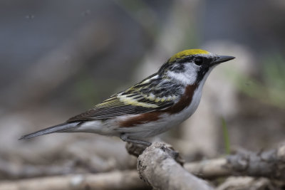 Chestnut-Sided Warbler