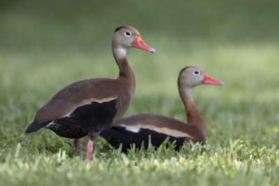 Black-Bellied Whistling Duck