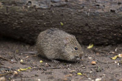 Hispid Cotton Rat -South Texas