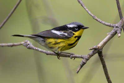 Magnolia Warbler