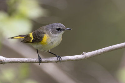 American Restart - Female