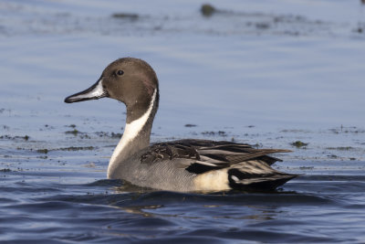 Northern Pintail