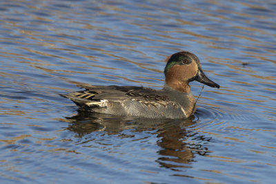 Green Winged Teal