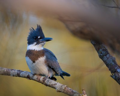 Belted Kingfisher (imm)